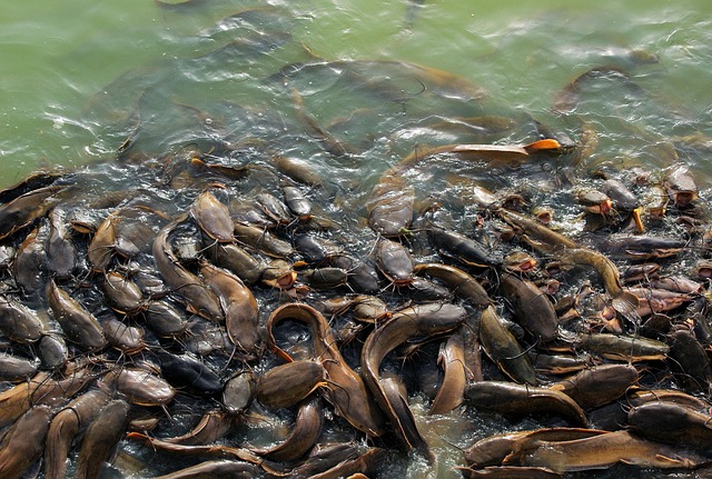 india, nature, fish, catfish, lake, catfish, catfish, catfish, catfish, catfish