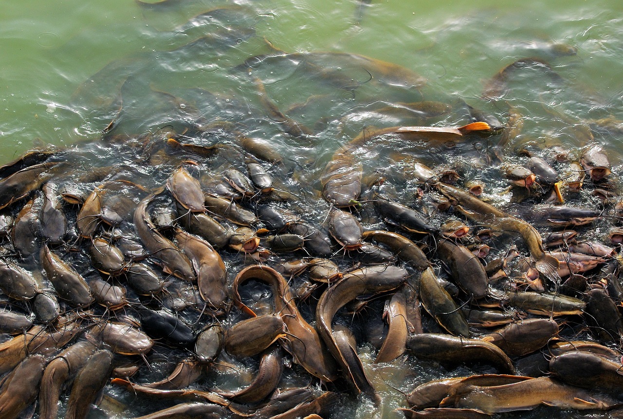 india, nature, fish, catfish, lake, catfish, catfish, catfish, catfish, catfish