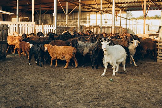 A diverse flock of sheep and goats in a rural farm enclosure under a wooden shelter.