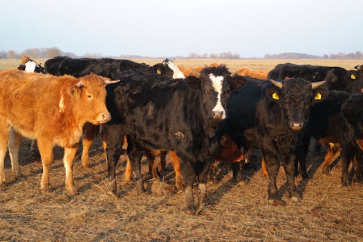 A herd of diverse cattle standing on a sunlit field, showing natural livestock behavior.