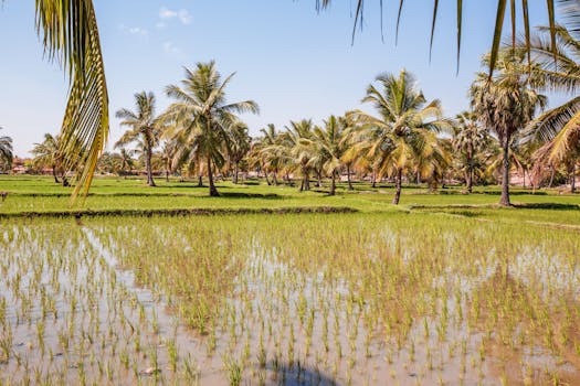 A serene tropical rice field with refreshing palm trees under a bright blue sky.